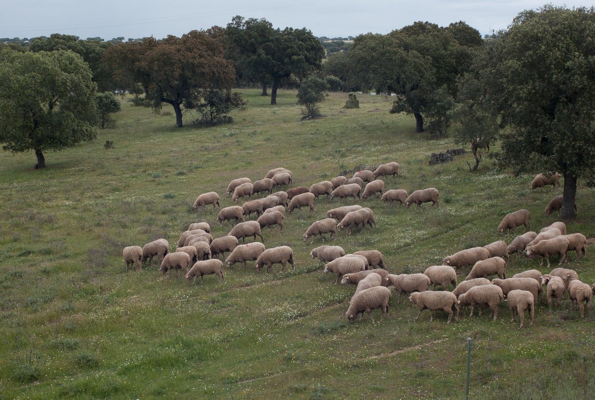 How can grassland farmers be empowered to clearly demonstrate how they deliver a range of ecosystem services for society? Find out here: ow.ly/bvJ050Sp4fA

...and try out the SUPER-G farm tool here: farm.super-g.eu