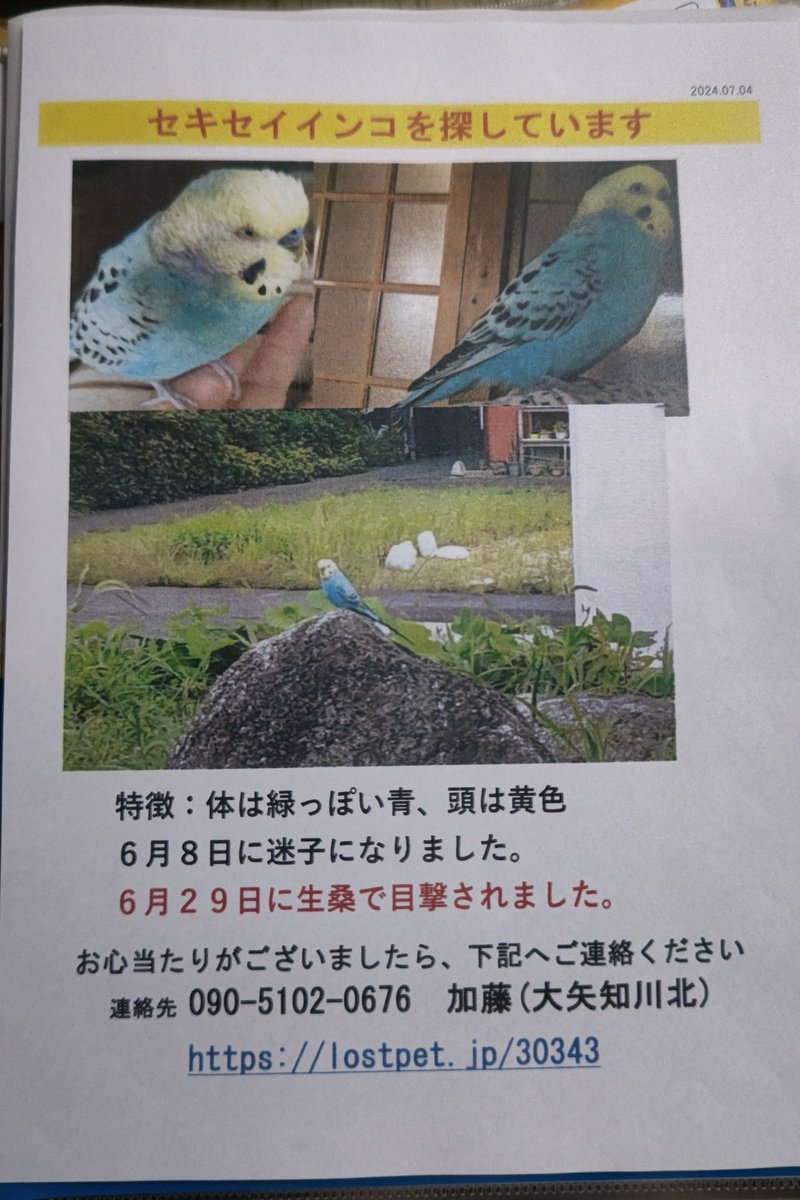 mu2kawacho's tweet photo. #迷子鳥 #三重県 #四日市 #インコ迷子
#セキセイインコ迷子 

新しいチラシを作りました。
まだ、ちょっと体調が良くならず、探しに行くことができません。
情報よろしくお願いします https://t.co/dXpifgsoNF