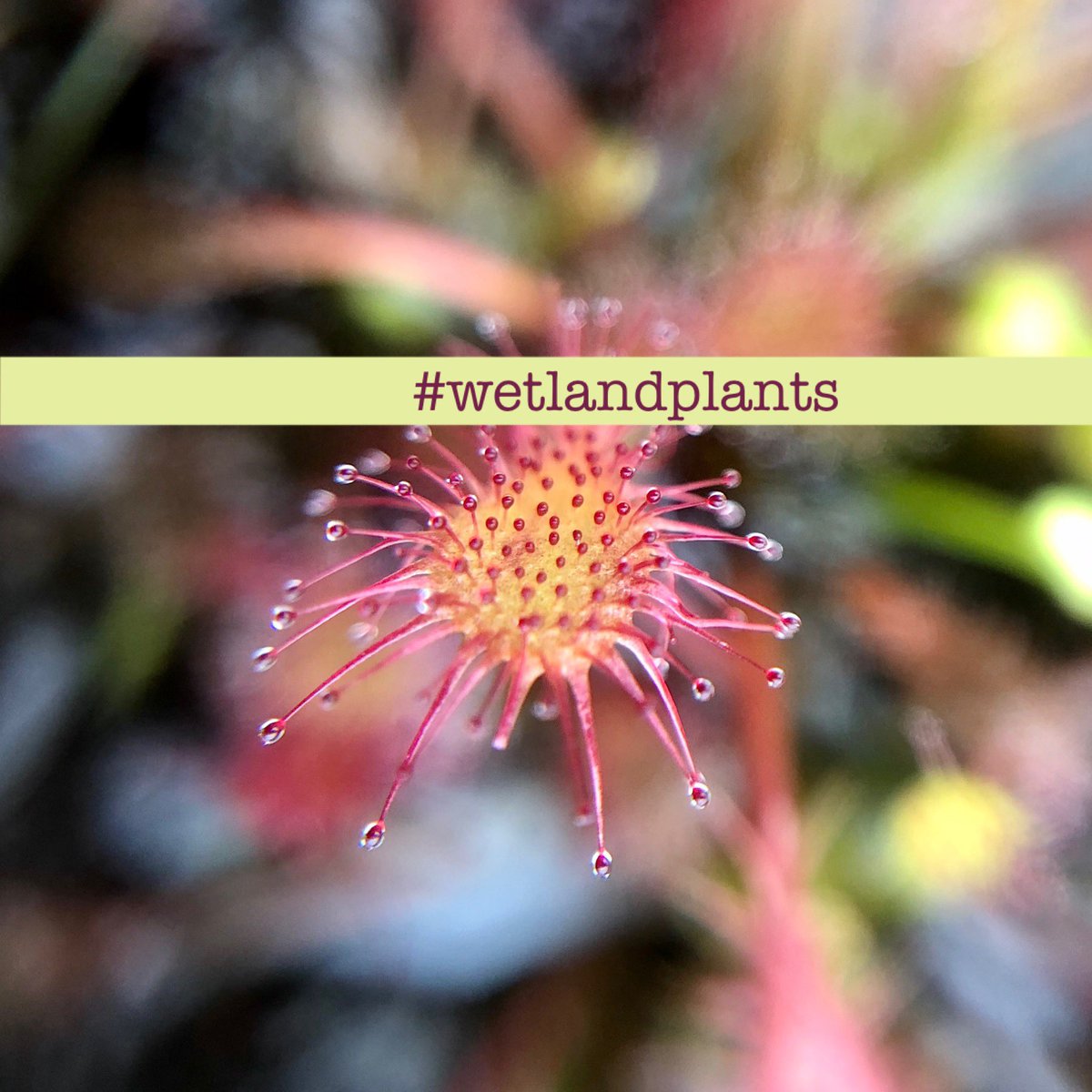 wildflower_hour's tweet photo. The theme for this week’s challenge is wetland plants. So have a mosey in your local marsh, mire, bog or fen and see what botanical delights you can find! Share your pics for #WildflowerHour this Sunday 8-9pm using the hashtag #WetlandPlants. Happy flower hunting! https://t.co/OGR16gl885