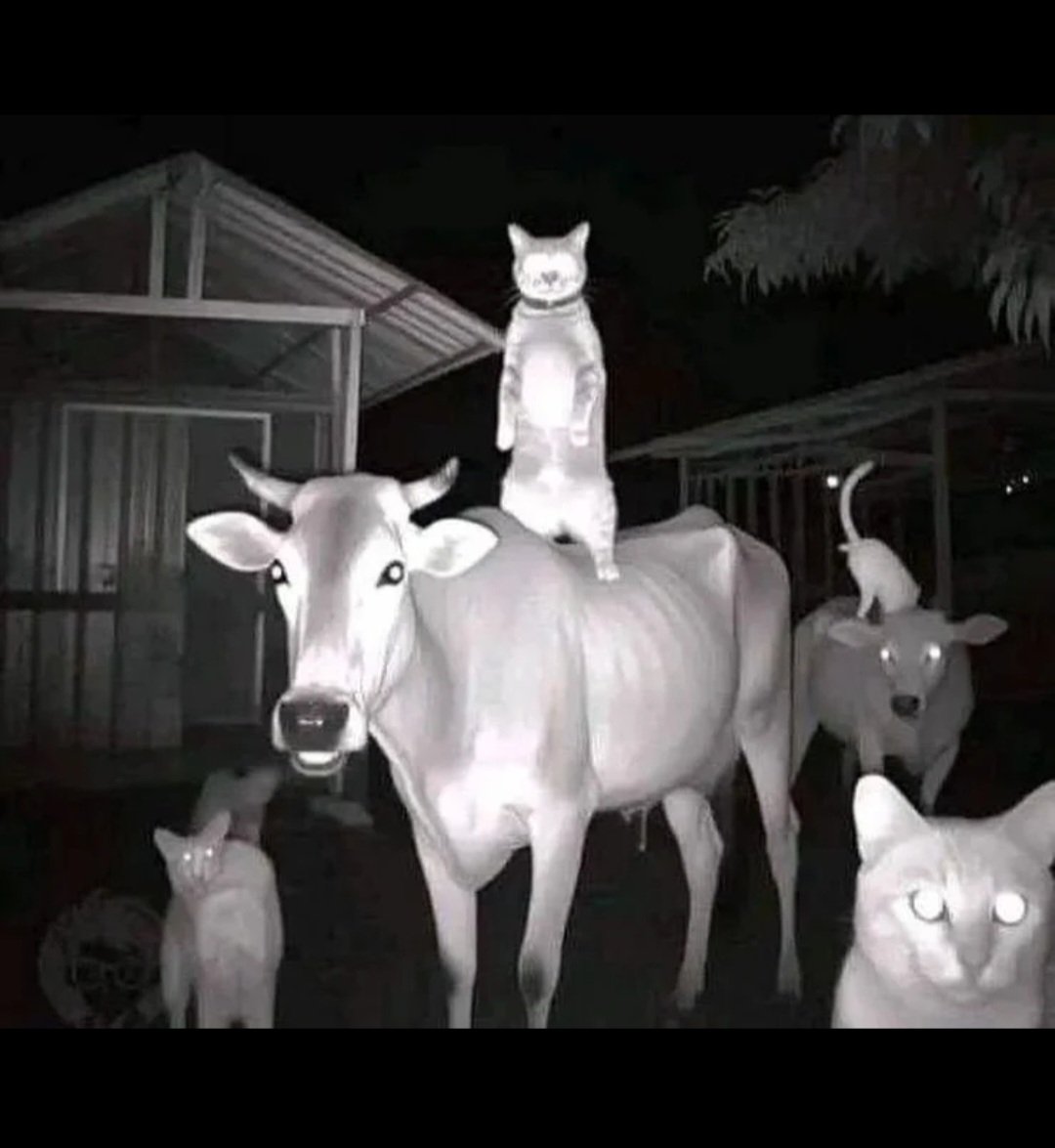 야간에 찍힌 축사의 모습