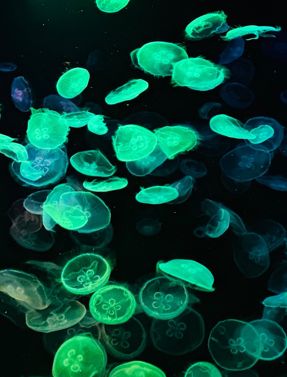 all the colours 🩷💙💚🤍