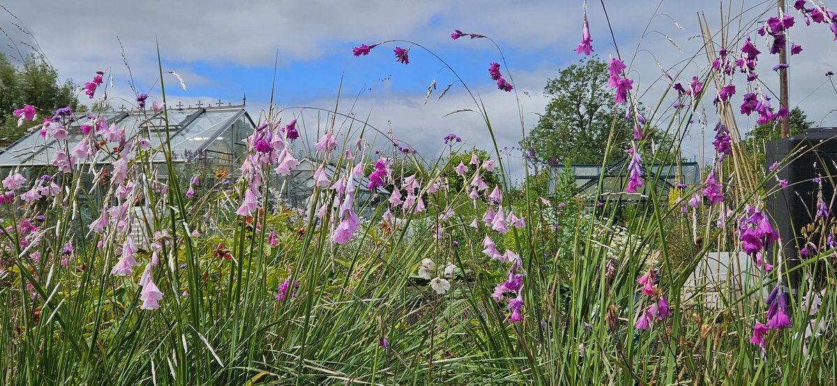 HPSstaffs's tweet image. Dierama looking incredible yesterday. We are open today 11-4 findagarden.ngs.org.uk/garden/16145/y…
ST18 9JR 
#opengarden
#stafford