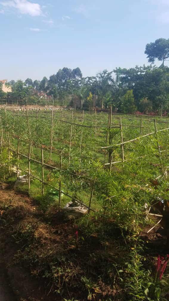 EasternVillages's tweet photo. Kitchen  gardening for those who have a smaller space #EmpowermentWhereItCounts https://t.co/jNveQIMcqA