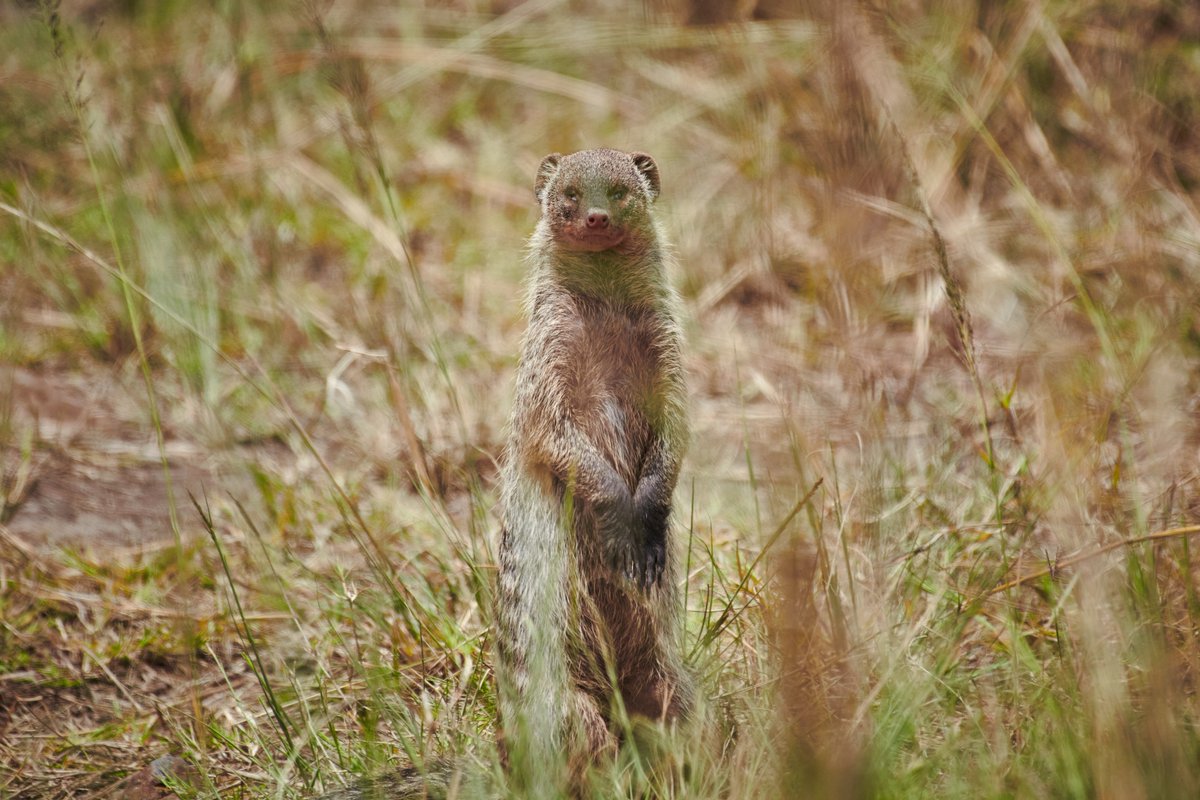 bownaankamal's tweet photo. Poor Guy was partially blind. I believe this Banded Mongoose must have had a tough life.
🦨 Masai Mara | Kenya
#bandedmongoose #mongoose #africawildlife #masaimara #earthofficial #conservationphotography #bbctravel #africasafari #bownaankamal #jawsafarica #kenya #africanparks https://t.co/1ib6Pjda0F