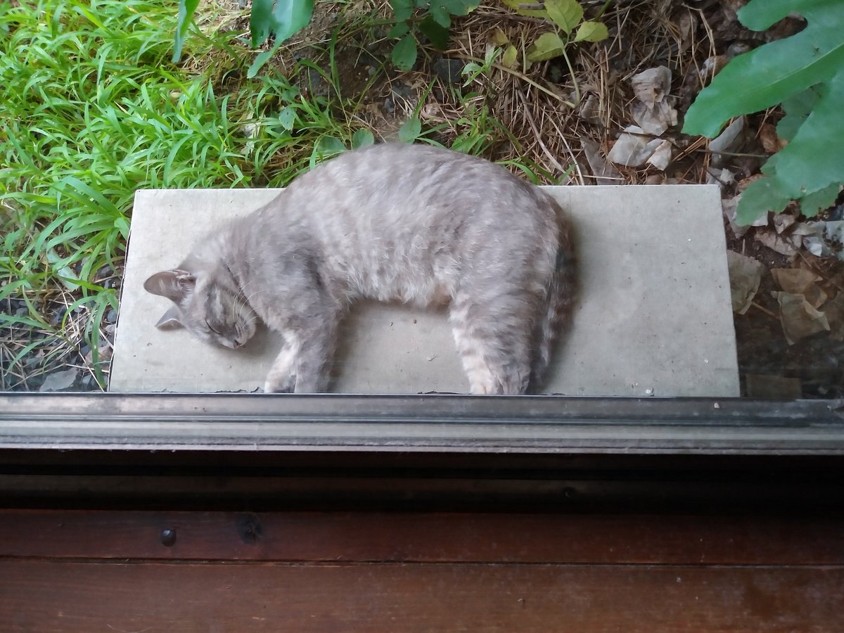 KC10133873's tweet photo. きょうの野良猫 https://t.co/5AcBaxhjLH