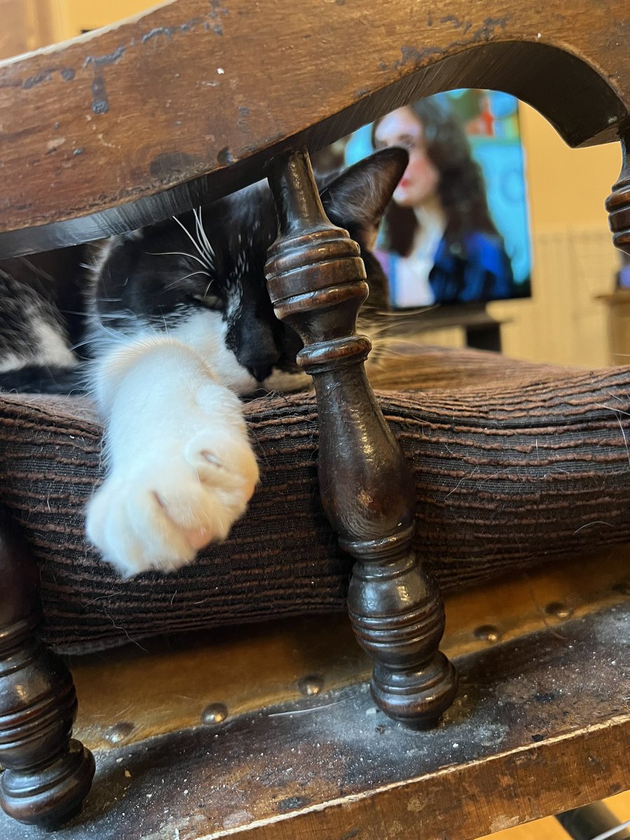 simonuk's tweet photo. Sleepy cats pics https://t.co/v9Xe4LLdhc