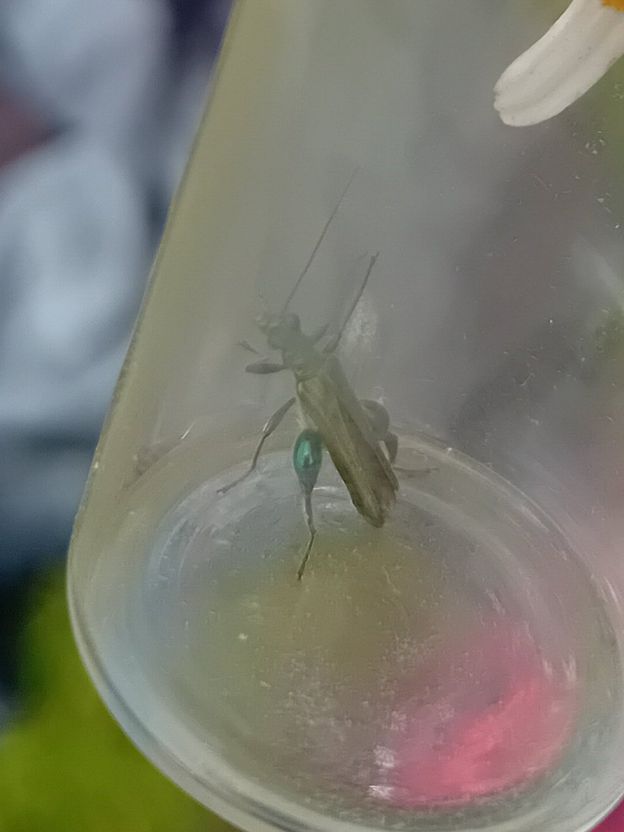 Tom_Darron's tweet image. Thick-legger beetle i found yesterday while out with the wildlife trust at kirless