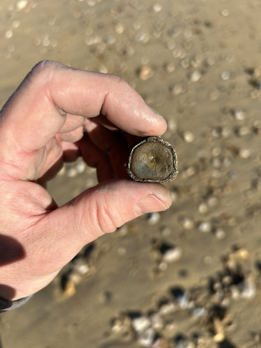DarrellWakelam's tweet photo. The Jurassic Coast offered up some more treasures early this morning, ammonites, some sunshine, and a small Ichthyosaur vertebra. 😮
@CharmouthHCC https://t.co/kyXILEM3Ne