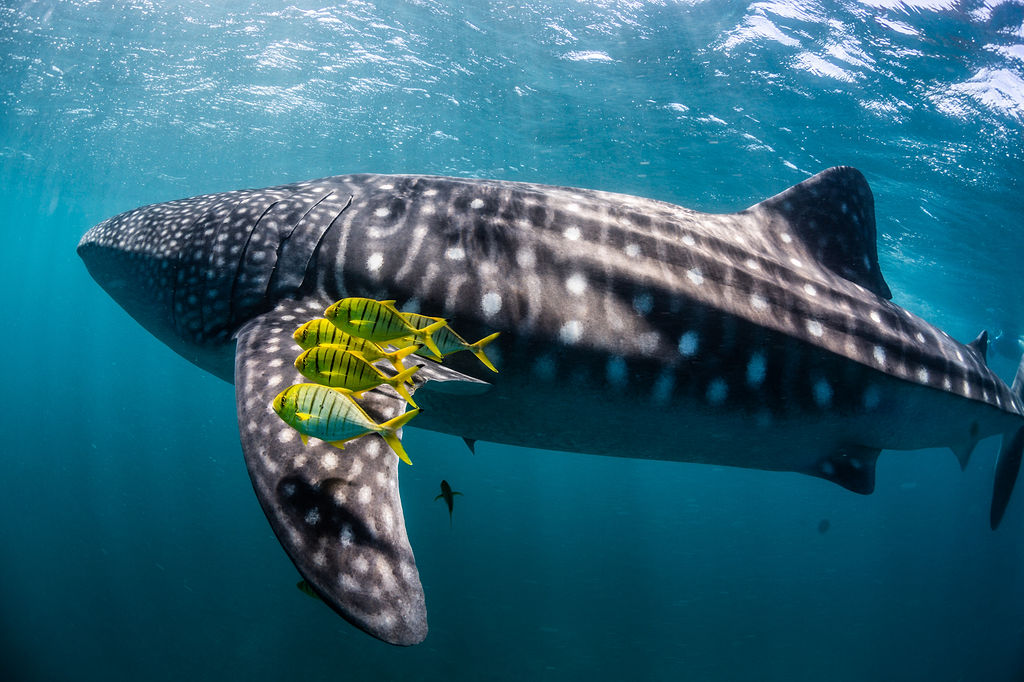 Protect Ningaloo tweet media