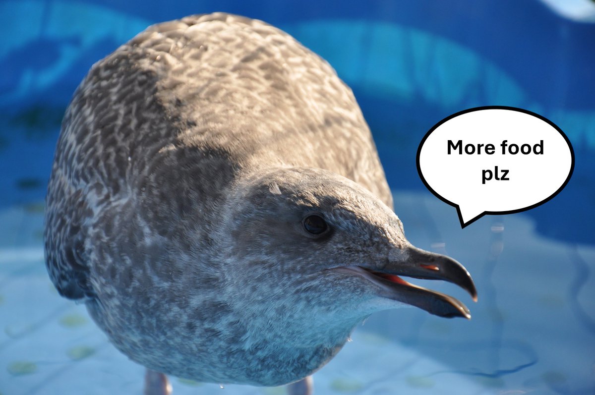 Ever wondered what gulls really prefer to eat? 
🐟or🥪
Out now: My 2nd #PhD paper, a study of Rescue* Herring gull chicks' food preferences, and whether they could be influenced by their early-life diet. 
*Chicks reared in captivity as they couldn't be returned to their parents