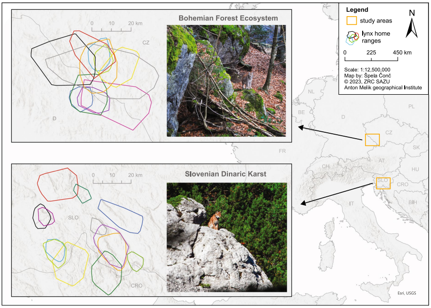 We recently published a paper on habitat selection of rocky features and terrain by Eurasian #lynx with #LiDAR data from two study sites in Europe in #LandscapeEcology.

Lynx selected outcrops and rocky areas, especially for day-resting, see more here:

doi.org/10.1007/s10980…