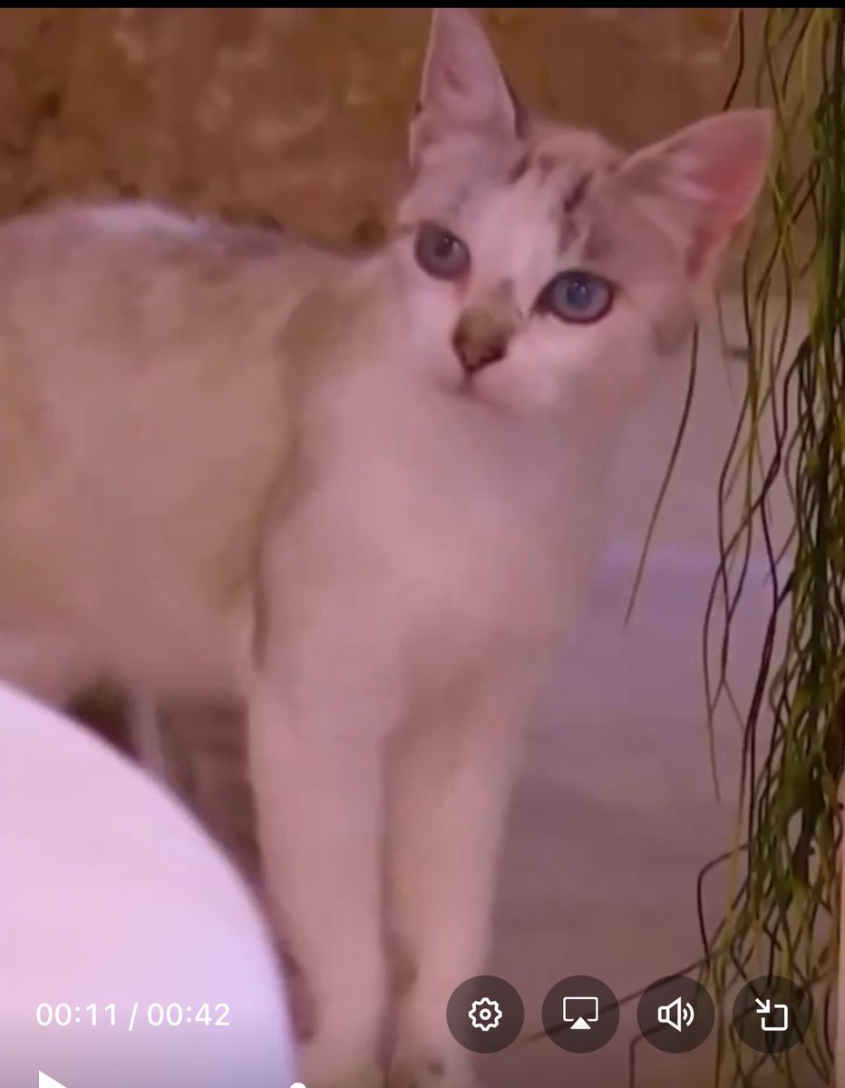 MrLaalpotato's tweet image. Cats reaction is everything lol 😂https://t.co/HnMNs6HN3s