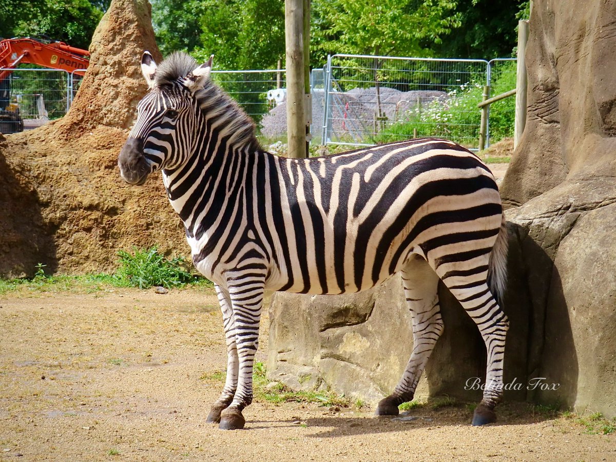 Belindajfox's tweet photo. Beautiful Florence 🦓❤️ @briszooproject #zebra #plainszebra #grantszebra #equusquagga #equine https://t.co/0gMOK9kXlQ
