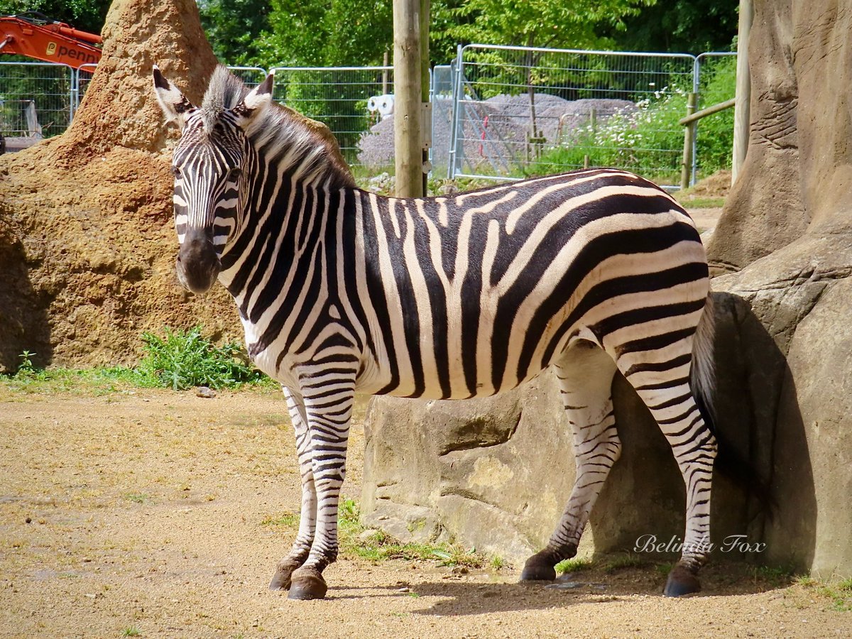 Belindajfox's tweet photo. Beautiful Florence 🦓❤️ @briszooproject #zebra #plainszebra #grantszebra #equusquagga #equine https://t.co/0gMOK9kXlQ