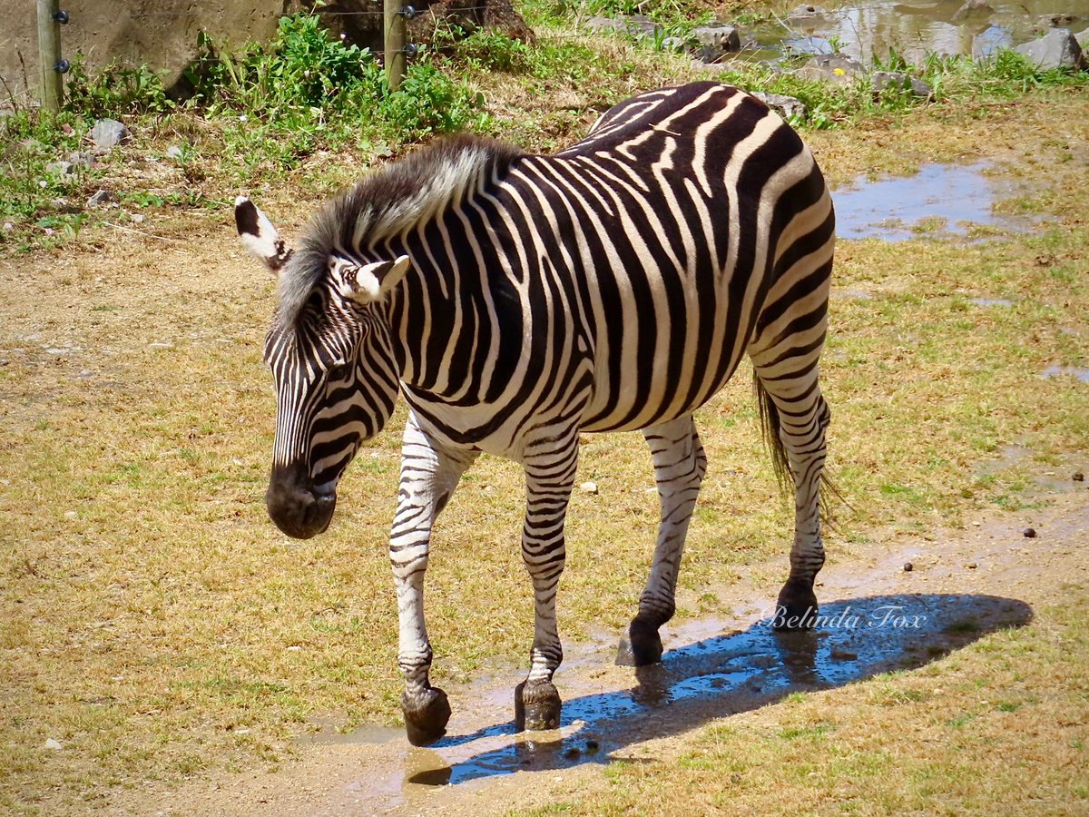 Belindajfox's tweet photo. Beautiful Florence 🦓❤️ @briszooproject #zebra #plainszebra #grantszebra #equusquagga #equine https://t.co/0gMOK9kXlQ