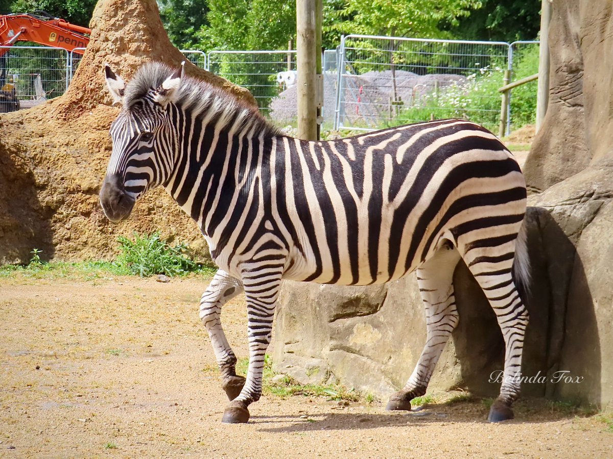 Belindajfox's tweet photo. Beautiful Florence 🦓❤️ @briszooproject #zebra #plainszebra #grantszebra #equusquagga #equine https://t.co/0gMOK9kXlQ