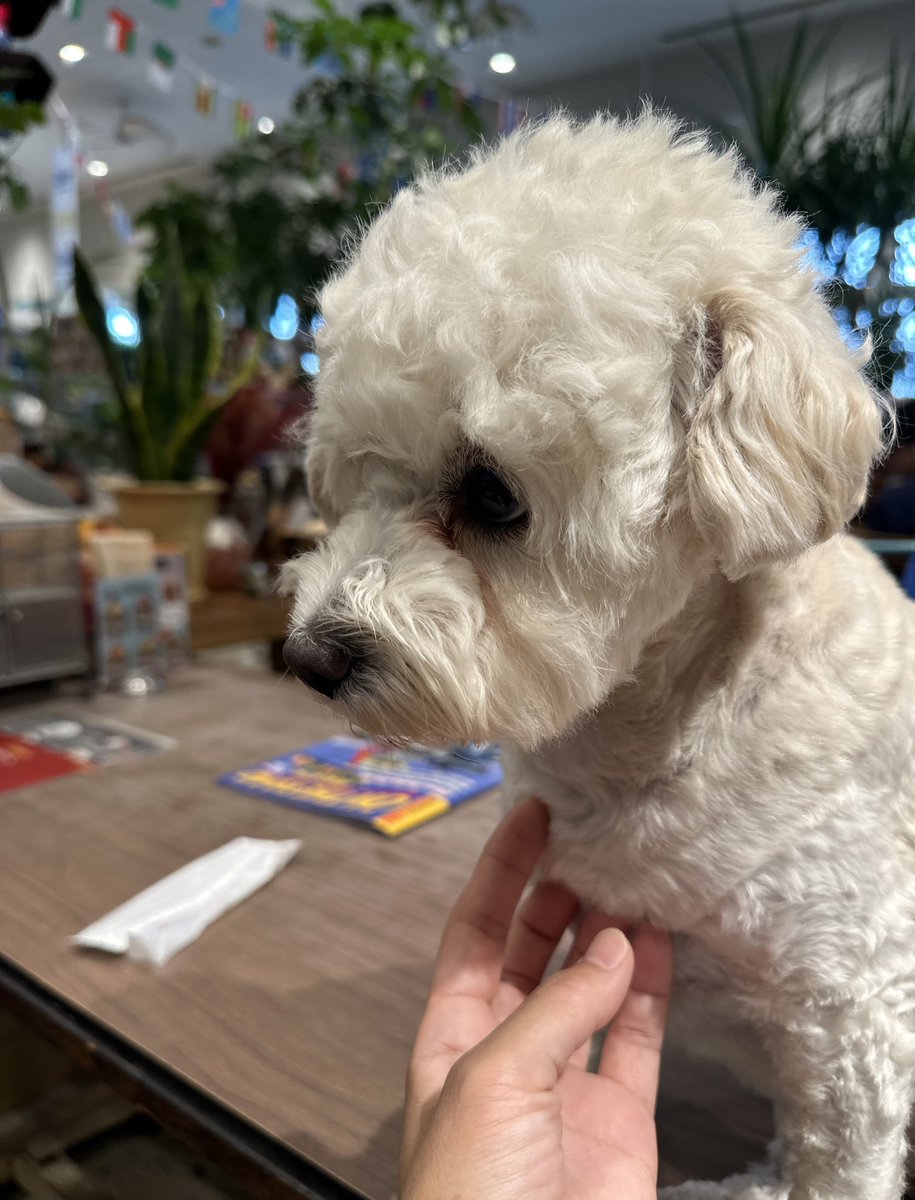 drcronos's tweet image. カフェのフリーペーパーに8FESの広告❗️
アイスコーヒー待ってる間、看板犬ちゃんが遊びに来てくれた♡
#suzuka8hour 
#8fes 
#TrialPerformance