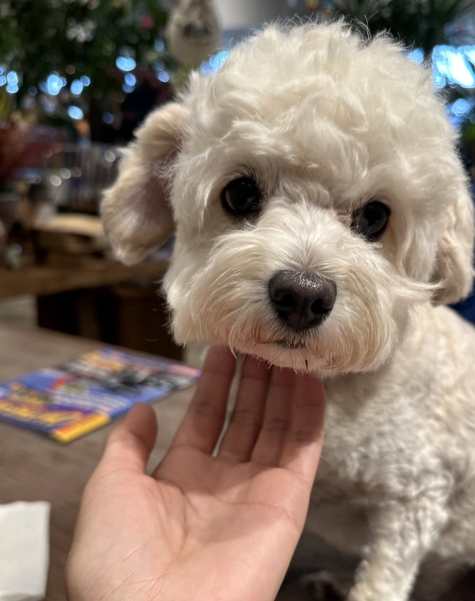 drcronos's tweet image. カフェのフリーペーパーに8FESの広告❗️
アイスコーヒー待ってる間、看板犬ちゃんが遊びに来てくれた♡
#suzuka8hour 
#8fes 
#TrialPerformance