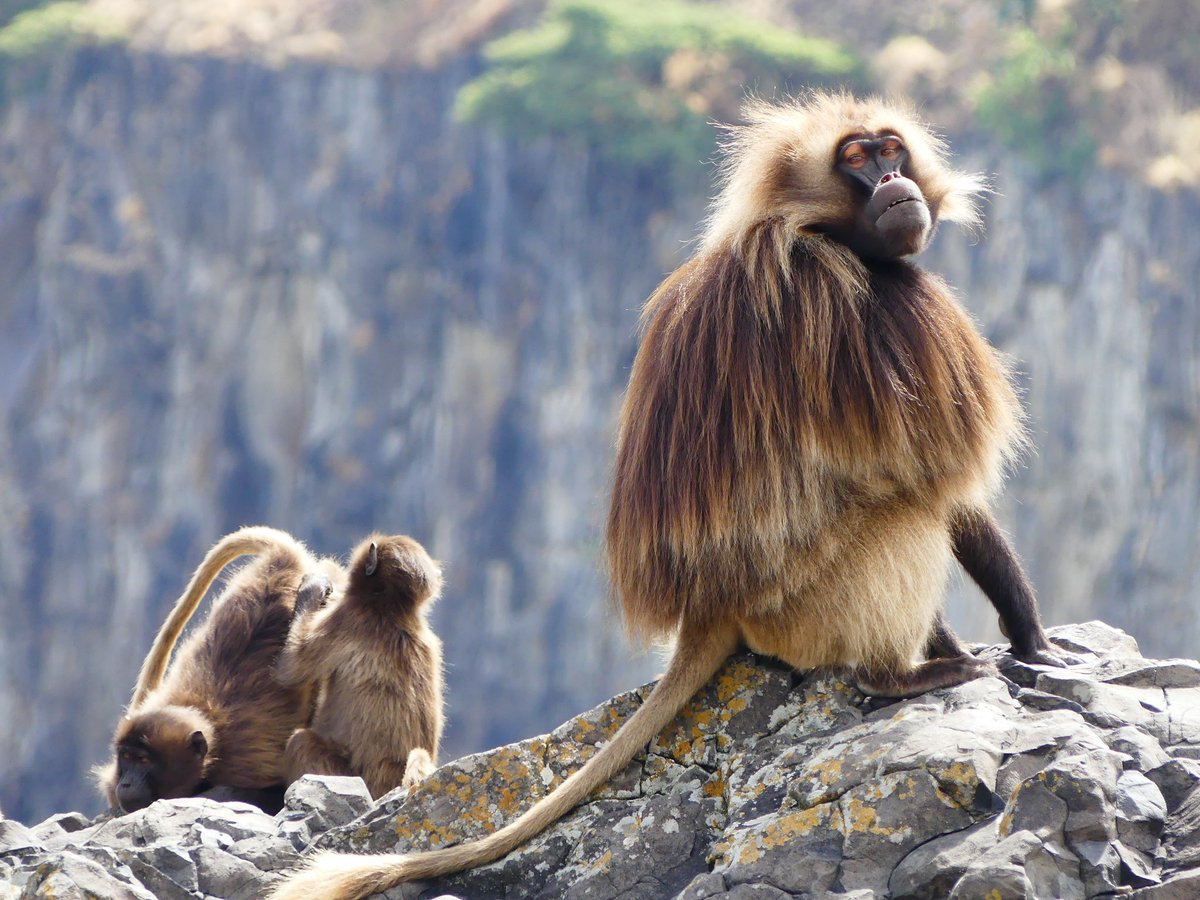Geladas_for_Cooperation (@geladas_bridges) on Twitter photo Missing life on the field while planning our next data collection!
Stay tuned 🐒
#research #primatology
<a href="/TheLeakeyFndtn/">The Leakey Foundation</a> Missing life on the field while planning our next data collection!
Stay tuned 🐒
#research #primatology
<a href="/TheLeakeyFndtn/">The Leakey Foundation</a>