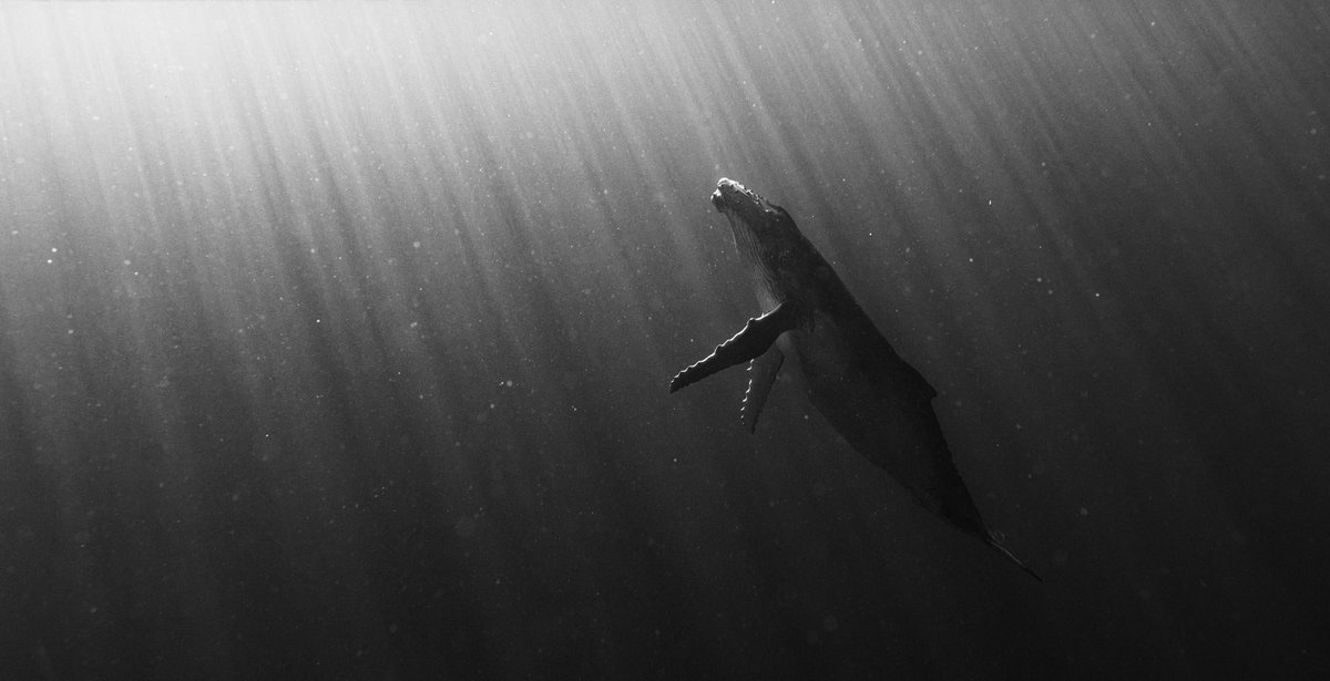RachelSTWood's tweet photo. I am a photographer 

and these are photos I took around the world 

River fishing in Vietnam 
Baby Humpback whale in Moorea, Tahiti 
Lavender field in Oregon, USA
Lamaire Channel in Antarctica https://t.co/LUYn3L1B1a