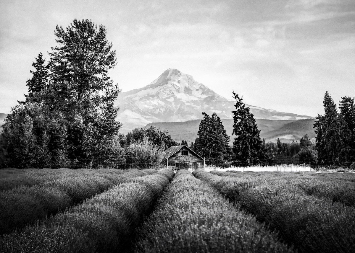 RachelSTWood's tweet photo. I am a photographer 

and these are photos I took around the world 

River fishing in Vietnam 
Baby Humpback whale in Moorea, Tahiti 
Lavender field in Oregon, USA
Lamaire Channel in Antarctica https://t.co/LUYn3L1B1a