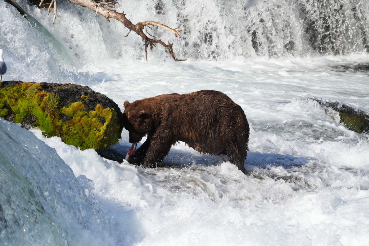 We know you love it, Fat Bear Week 2024 will be October 2-8! We work with @explore.org and @katmaiconservancy to broadcast to you the bodacious beautiful bears every year. Fat Bear Week and Fat Bear Junior are the only Katmai Fat Bear events hosted by the Park and our partners