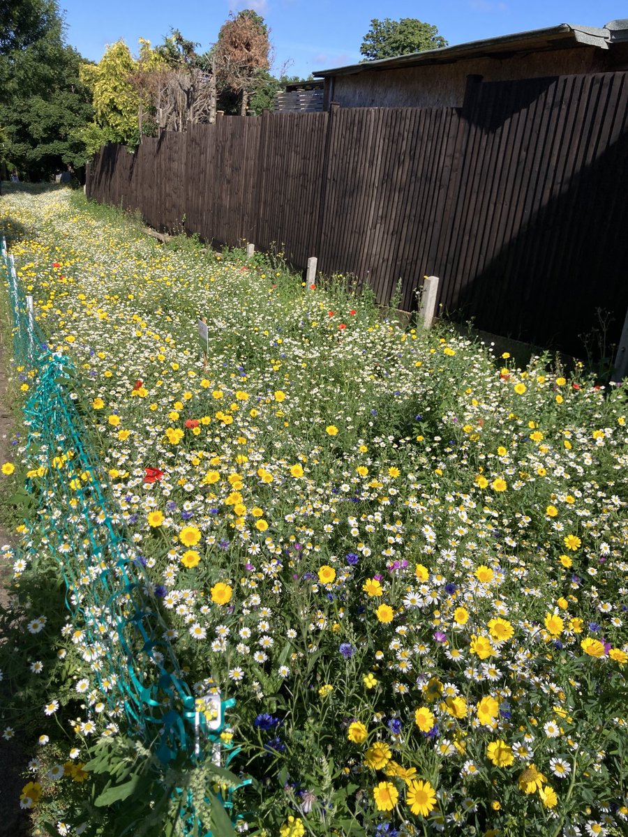 Bee corridor looking lovely in the sun today ⁦<a href="/lambeth_council/">Lambeth Council</a>⁩