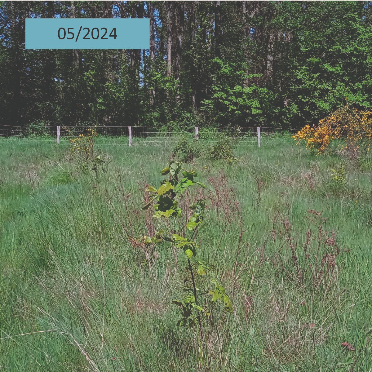 En mars 2021, Duramen a soutenu la plantation de 🌱5400 arbres 🌳 à Marçay (37) pour boiser une ancienne terre agricole de 3,6 ha. Des chênes sessiles en alternance avec des Charmes et Alisiers ont été plantés.
👉Découvrez l'évolution de la plantation 3 ans après.