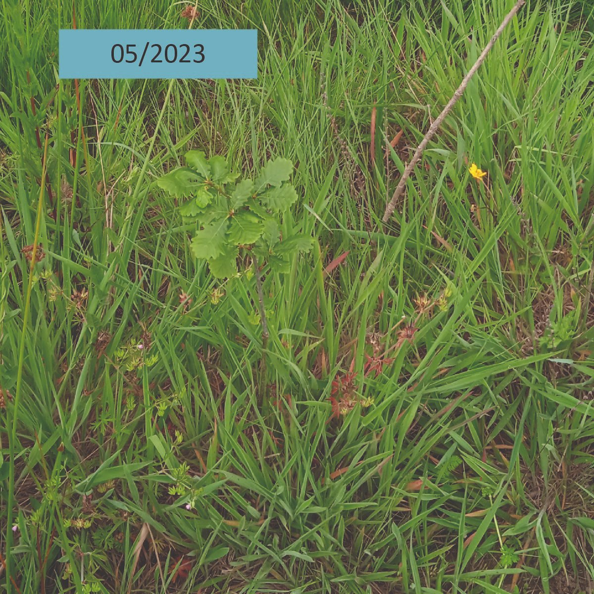 AssoDuramen's tweet photo. En mars 2021, Duramen a soutenu la plantation de 🌱5400 arbres 🌳 à Marçay (37) pour boiser une ancienne terre agricole de 3,6 ha. Des chênes sessiles en alternance avec des Charmes et Alisiers ont été plantés.
👉Découvrez l'évolution de la plantation 3 ans après. https://t.co/9gukOofQfI
