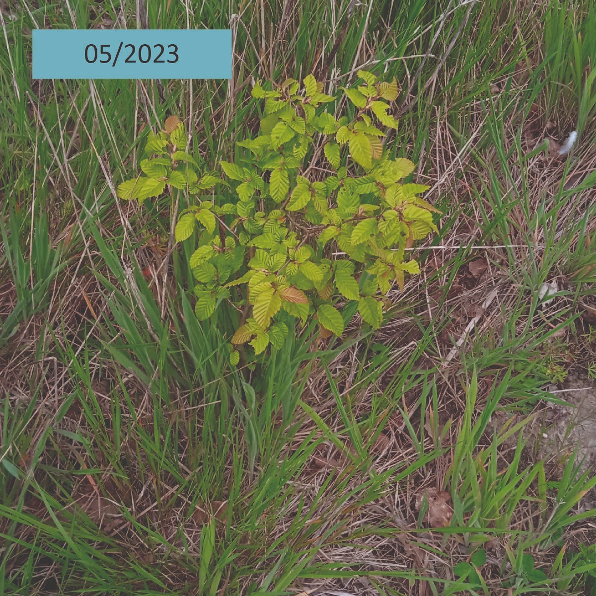 AssoDuramen's tweet photo. En mars 2021, Duramen a soutenu la plantation de 🌱5400 arbres 🌳 à Marçay (37) pour boiser une ancienne terre agricole de 3,6 ha. Des chênes sessiles en alternance avec des Charmes et Alisiers ont été plantés.
👉Découvrez l'évolution de la plantation 3 ans après. https://t.co/9gukOofQfI