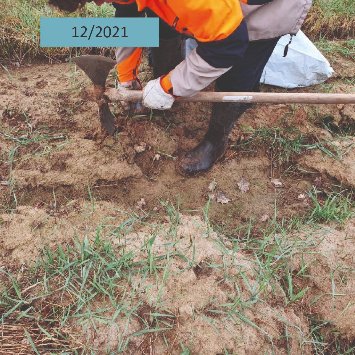 AssoDuramen's tweet photo. En mars 2021, Duramen a soutenu la plantation de 🌱5400 arbres 🌳 à Marçay (37) pour boiser une ancienne terre agricole de 3,6 ha. Des chênes sessiles en alternance avec des Charmes et Alisiers ont été plantés.
👉Découvrez l'évolution de la plantation 3 ans après. https://t.co/9gukOofQfI