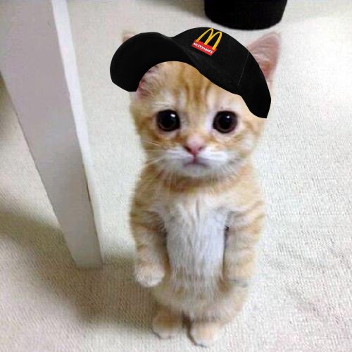 shill contest

to celebrate our rebrand and to share our cat across x, we are offering 1M $Qitty split among four people who:

- make posts about $Qitty
- make comments on crypto posts about $Qitty
- enagage with <a href="/qittysolana/">Qitty</a> 

here are some imgs to get you started.
good luck! 😼