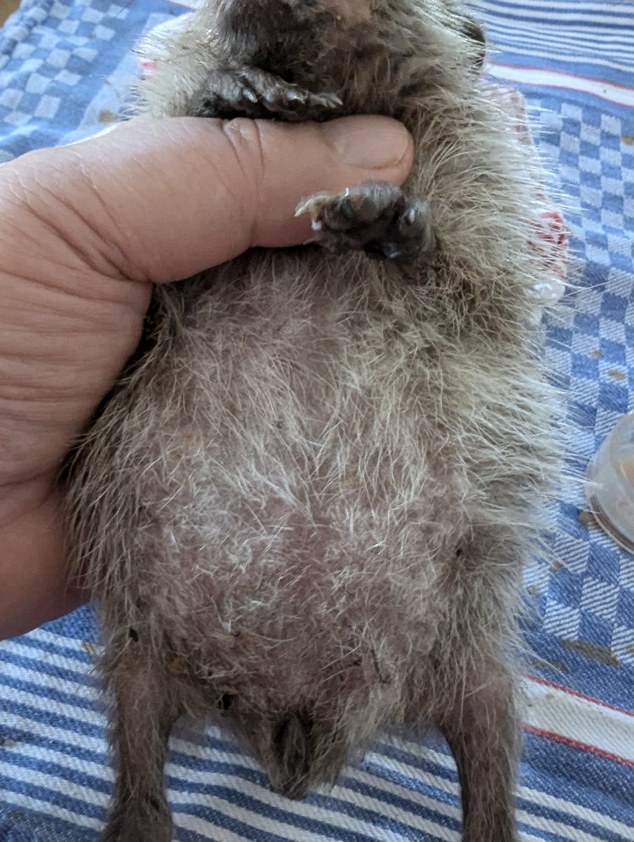 ErinaceusFrance's tweet image. #Elvire a la soif de vivre. Regardez son ventre tout rond. Sa vitalité est incroyable. Elle est très attachante.