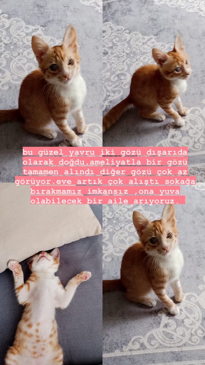 ileride kısırlaştırma masrafları karşılanacak sadece bir yuvası olsun istiyoruz #kedi #sahiplendirme