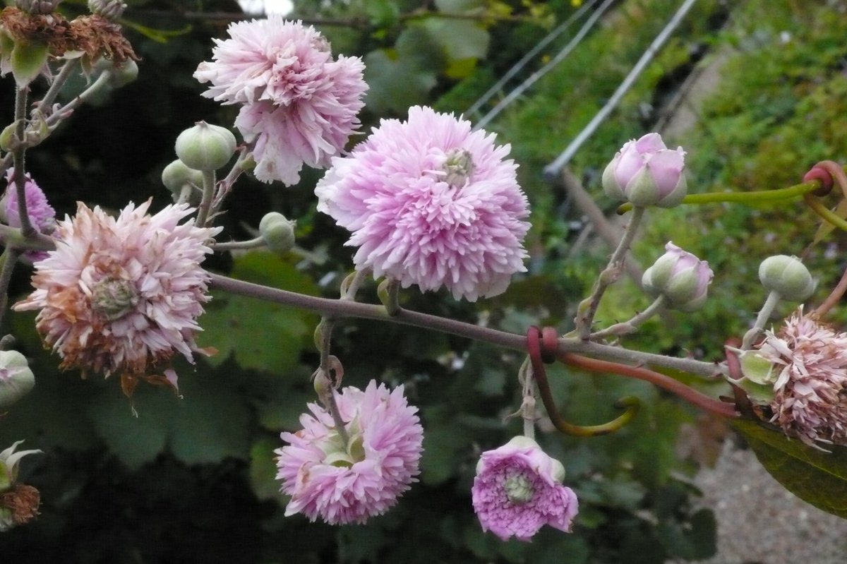 SLGardens's tweet photo. Rubus ulmifolius Bellidiflorus covering a fence, delightful double pink flowers but lethal thorns, good for keeping burglars out ?
#Brambles #DoubleFlowers #Climbers #Thorns #PlantNursery #VisitYork #HeartofYorkshire https://t.co/8yqcQ5zdGA