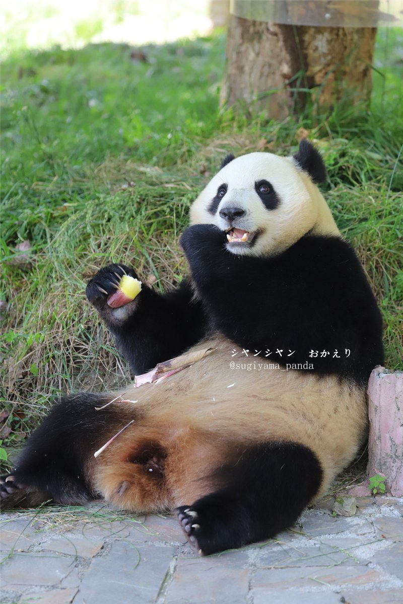 シャンシャン　パネル thumb_panda69.jpg