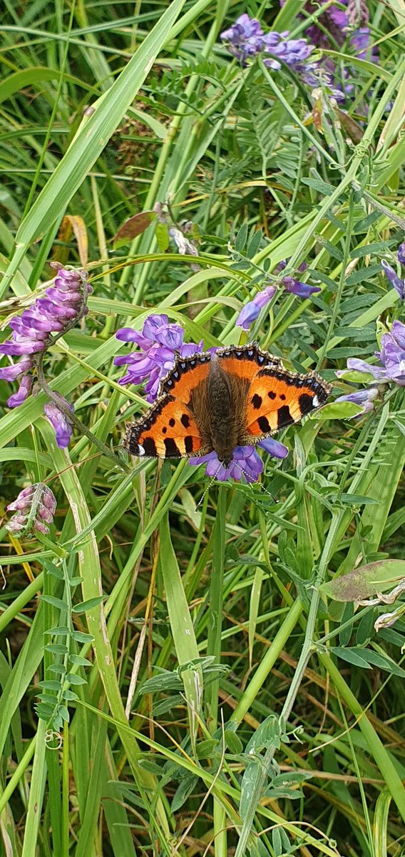 SWTConsultancy's tweet image. We really are incredibly lucky to work in some beautiful places with an abundance of different species and habitats, like ecologists Alex and Pelham this week, surveying along this heavenly track on the #Somersetlevels looking for signs of Water Vole, Otter and Mink 🦋🦂🦦🌿