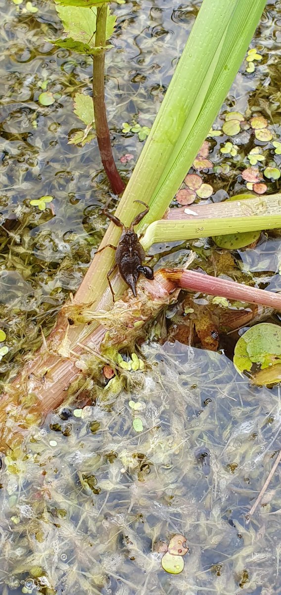 SWTConsultancy's tweet image. We really are incredibly lucky to work in some beautiful places with an abundance of different species and habitats, like ecologists Alex and Pelham this week, surveying along this heavenly track on the #Somersetlevels looking for signs of Water Vole, Otter and Mink 🦋🦂🦦🌿