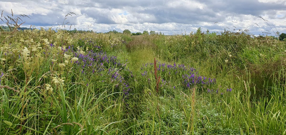 SWTConsultancy's tweet image. We really are incredibly lucky to work in some beautiful places with an abundance of different species and habitats, like ecologists Alex and Pelham this week, surveying along this heavenly track on the #Somersetlevels looking for signs of Water Vole, Otter and Mink 🦋🦂🦦🌿