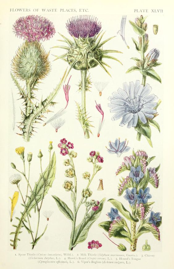 britgardhistory's tweet photo. Flowers of Waste Places, plate from A R Horwood's 'A New British Flora', illustrated by J N Fitch. Published in 1919 by The Gresham Publishing Co Ltd, Covent Garden. https://t.co/wVBQqiL3ek