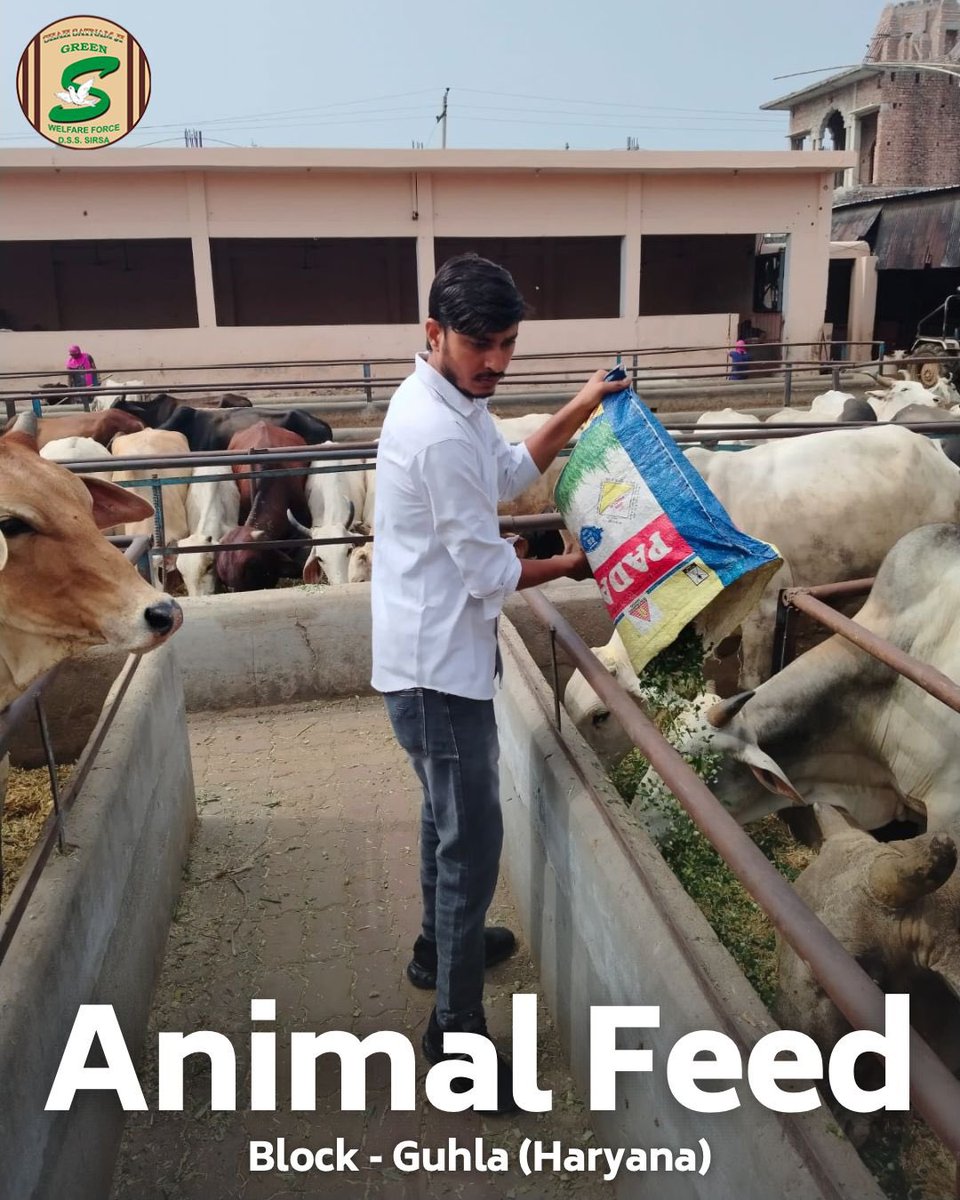 GreenSwelfares's tweet photo. Dera Sacha Sauda volunteers are devoted to caring for stray animals, especially during harsh weather conditions. They are continuously arranging green fodder to save these animals from food scarcity. Their relentless efforts ensure that stray animals receive the nourishment they need, demonstrating their unwavering compassion and dedication. #AnimalWelfare #DeraSachaSauda