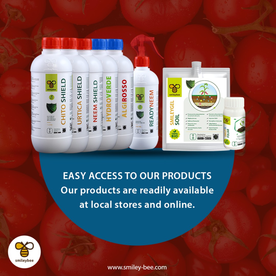 SmileyBeeLtd's tweet photo. Consistent care from seedlings to harvest is key for top-quality tomatoes! SmileyN Foliar—a bio-stimulant that captures atmospheric nitrogen, meeting up to 30% of your plants' needs and reducing traditional fertilizers. Find it in stores or online. #Smileybee #TomatoCare https://t.co/OTfuLLUnBD