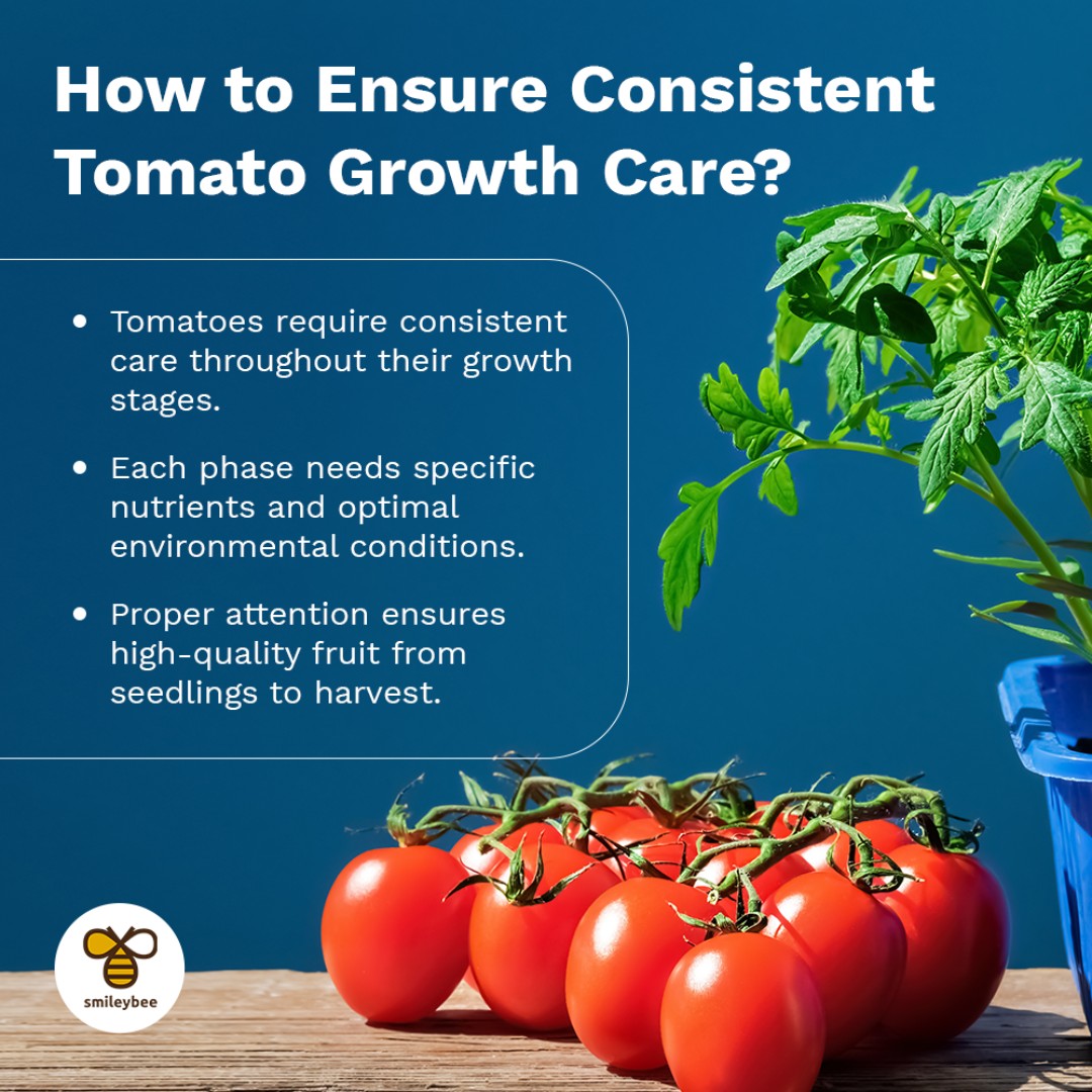 SmileyBeeLtd's tweet photo. Consistent care from seedlings to harvest is key for top-quality tomatoes! SmileyN Foliar—a bio-stimulant that captures atmospheric nitrogen, meeting up to 30% of your plants' needs and reducing traditional fertilizers. Find it in stores or online. #Smileybee #TomatoCare https://t.co/OTfuLLUnBD