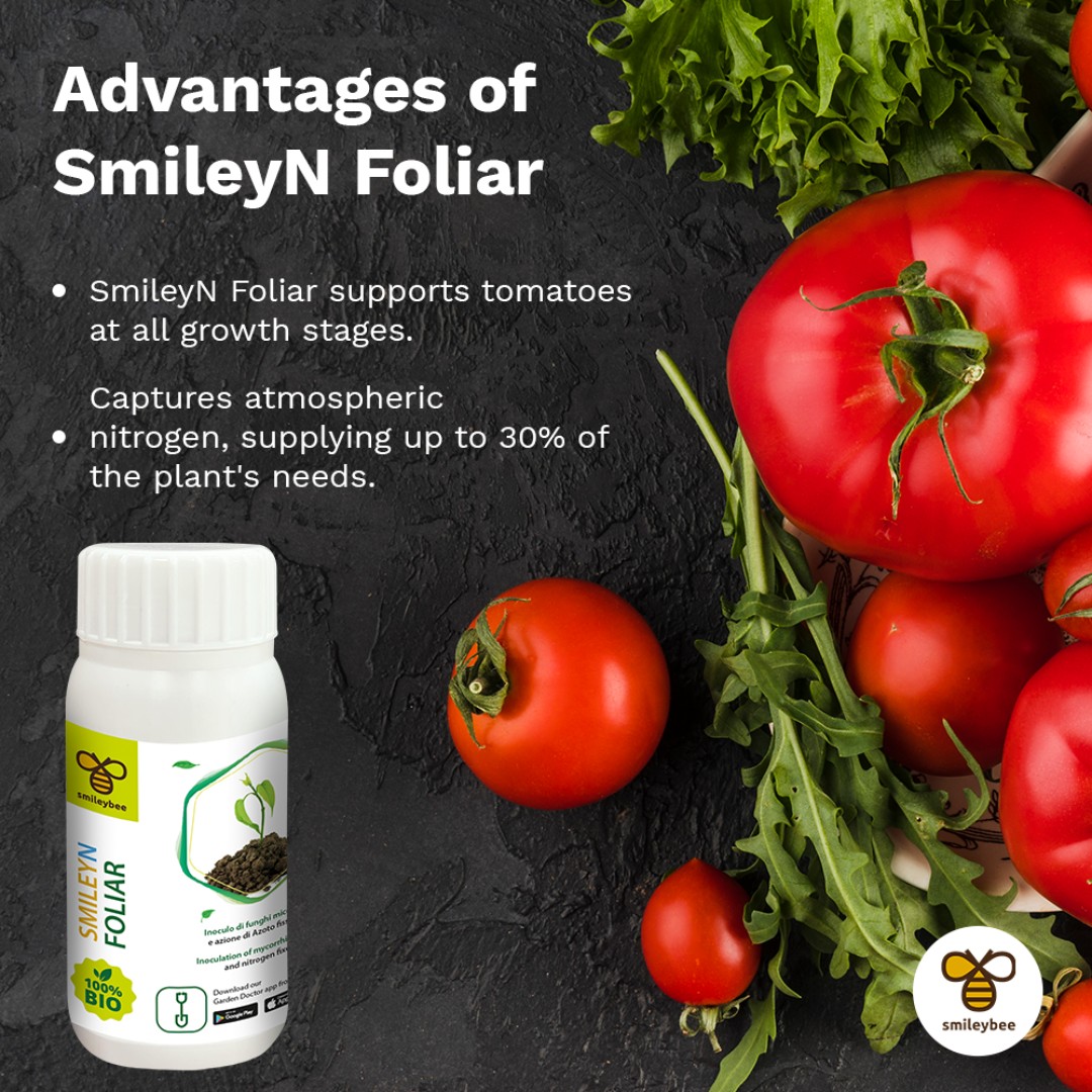 SmileyBeeLtd's tweet photo. Consistent care from seedlings to harvest is key for top-quality tomatoes! SmileyN Foliar—a bio-stimulant that captures atmospheric nitrogen, meeting up to 30% of your plants' needs and reducing traditional fertilizers. Find it in stores or online. #Smileybee #TomatoCare https://t.co/OTfuLLUnBD