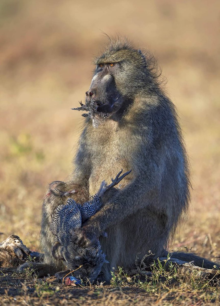 Nature/Wildlife/People. tweet media