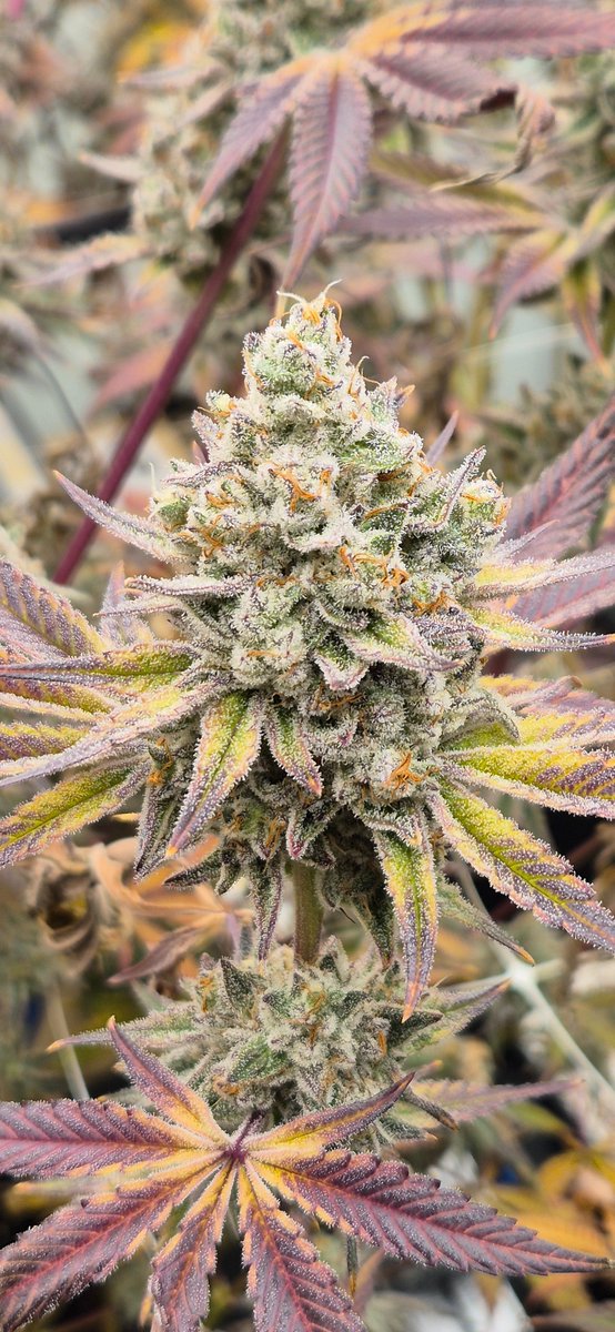 sexybudza's tweet photo. Nearly ready

Restock in a few weeks

https://t.co/rfAuVHFS6o

#cannabis #cannabiscommunity #cannabisgrower #growyourown #sourhafrica420 #420SA #weedsmokers #jhb420 #cannabisculture #saweed #weedsa #buyweed #stonerFam #420community #WeedLovers https://t.co/MVcCwc83pr
