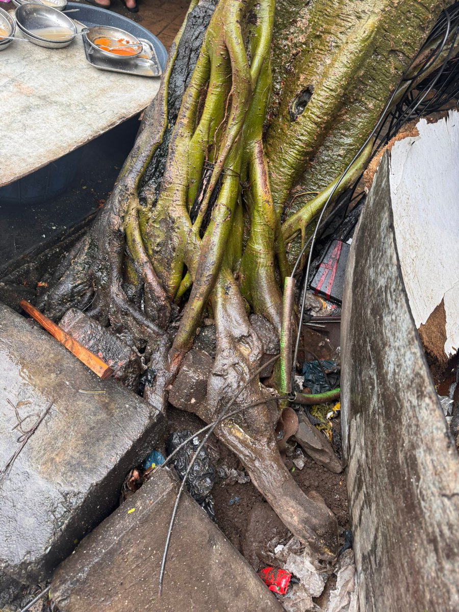 jayesh12aug's tweet photo. @mybmc Please check this tree. its a risk to the life of fellow humans. Kindly resolve this on priority. It's at the Shardashram School Signal. Thousands of kids walk below this tree. Complaint No. 0722952836 https://t.co/27QhgoNzHZ