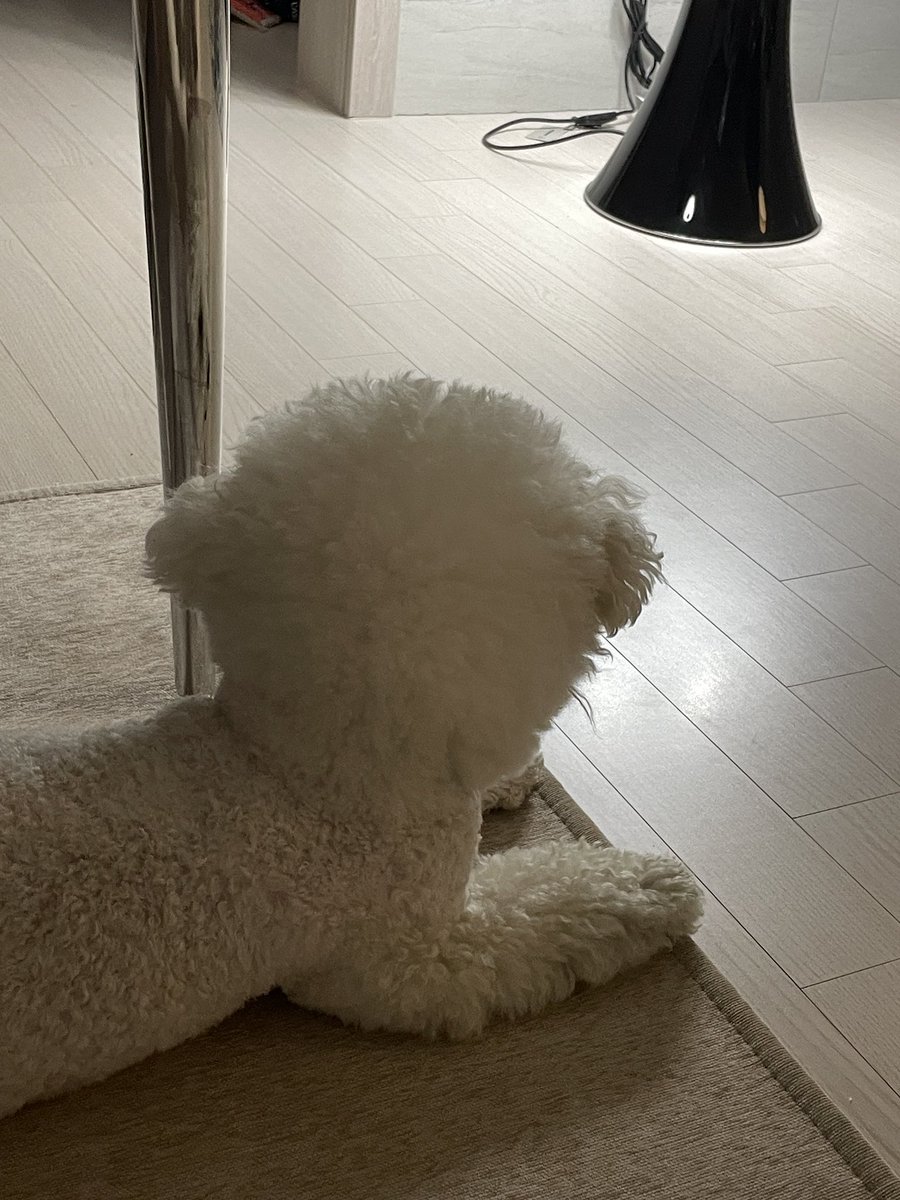 0xcorini's tweet photo. 귀여운게 조아요.. https://t.co/Lpq82ScUBY