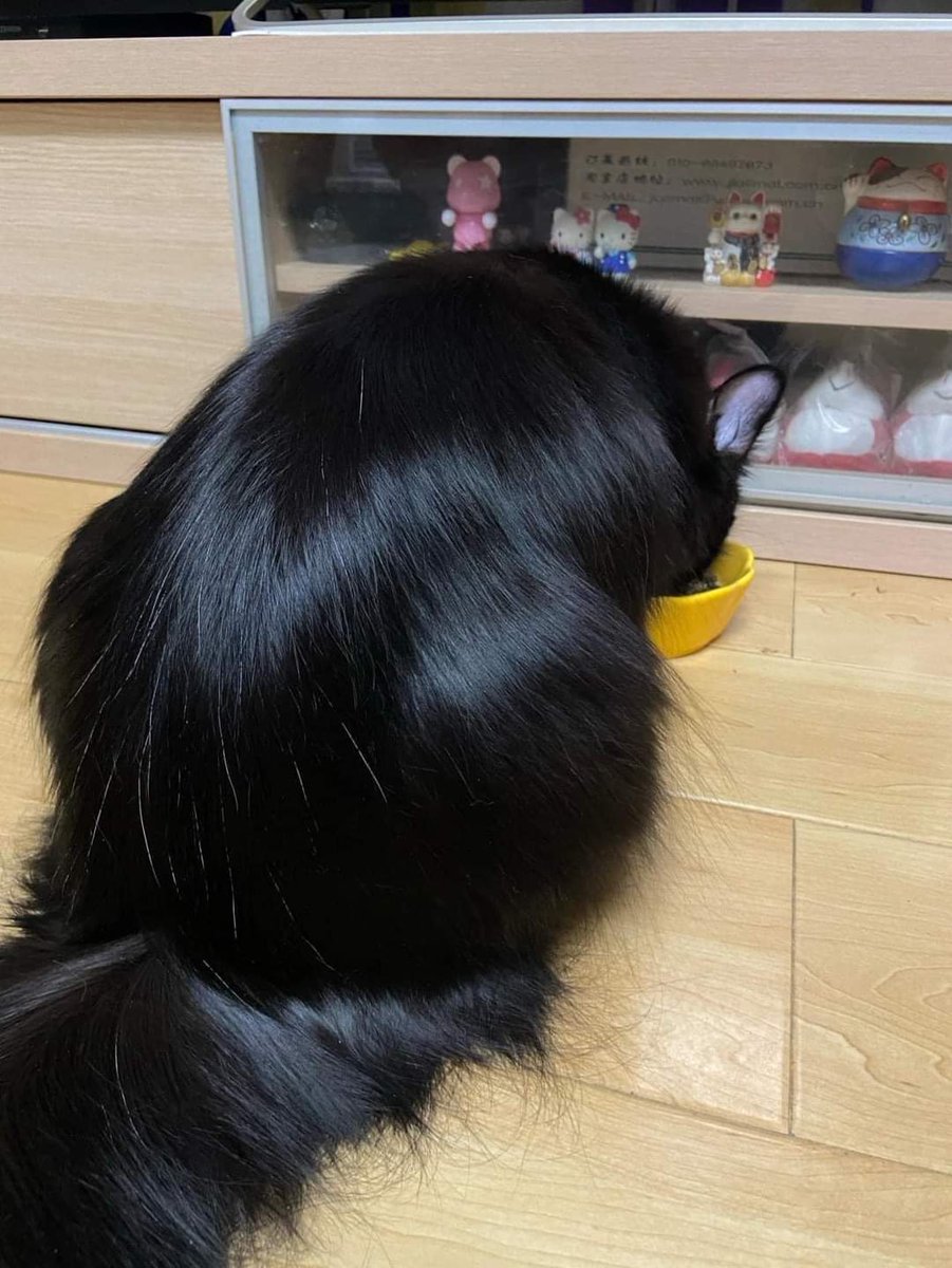 chaleenajaja's tweet photo. ขนน้องดกด���เงาสลวยกว่าผมเราอีกค่ะ🥹🥹 https://t.co/evXUe3gjoH