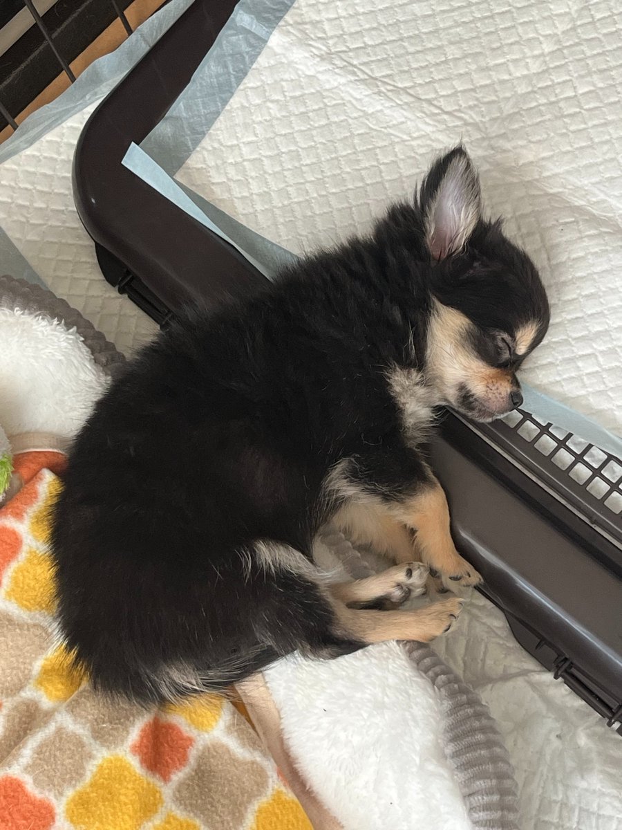 murasetosou's tweet photo. とてもおてんば。くーちゃん😅
いたずらばかりで手を焼いています。
でも、かわいいので、許す😁
暴れすぎたので、ねむねむですね。 https://t.co/iGu5UBkvdl
